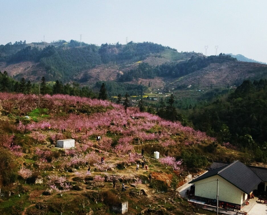 川在线:沙湾:打造大渡河畔乡村振兴百里示范廊道